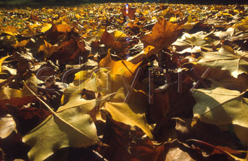 Comp image : al0221 : Ground level view of back-lit fallen autumn leaves