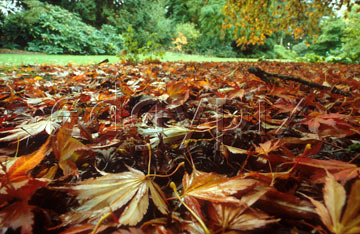 Comp image : al0224 : Ground level view of fallen autumn leaves, with green woodland in the background