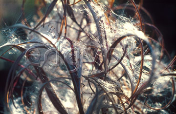 Comp image : al0405 