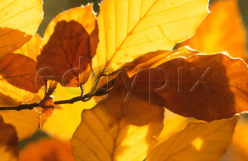 Comp image : alav117 : Back-lit golden-yellow beech leaves in autumn