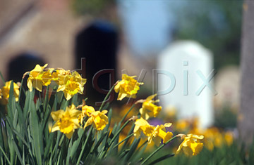 Comp image : chyd0102 : Yellow daffodils in a churchyard in spring sunshine, with a church and headstones out of focus in the background