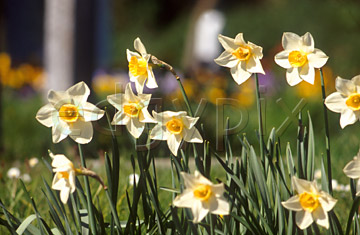 Comp image : chyd0103 : White and yellow daffodils in sunshine, with a churchyard out of focus in the background