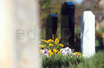 Comp image : chyd0104 : White and black headstones in a churchyard in spring sunshine, with some yellow flowers