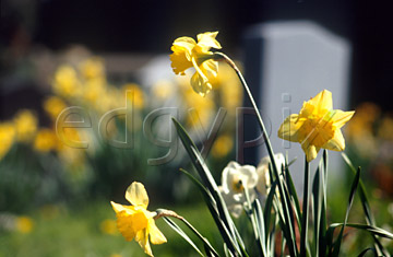 Comp image : chyd0105 : Yellow daffodils in a churchyard in spring sunshine, with a headstone and more yellow flowers out of focus in the background