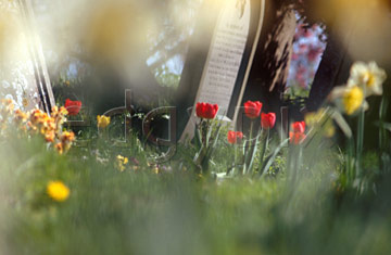 Comp image : chyd0106 : Impressionist view of red tulips and yellow daffodils in an English churchyard in spring sunshine, with out of focus shapes