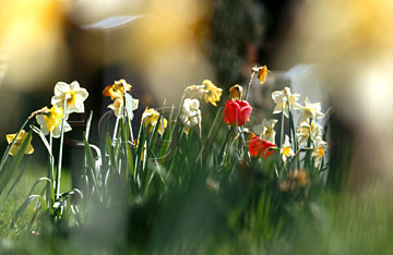 Comp image : chyd0107 : Impressionist view of red tulips and white daffodils in an English churchyard in spring sunshine, with out of focus shapes