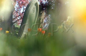 Comp image : chyd0108 : Impressionist view of a few red tulips in an English churchyard in spring sunshine, with a headstone and very out of focus flower shapes