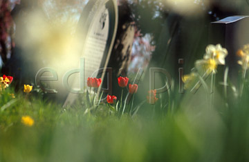 Comp image : chyd0109 : Impressionist view of a few red tulips in an English churchyard in spring sunshine, with a headstone and out of focus flower shapes