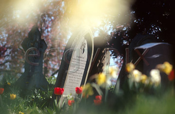 Comp image : chyd0110 : Impressionist view of a few red tulips and a headstone in an English churchyard in spring sunshine, with out of focus flower shapes