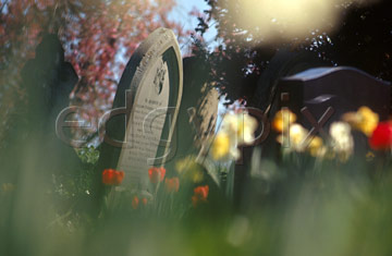 Comp image : chyd0111 : Impressionist view of a few red tulips and a headstone in an English churchyard in spring sunshine, with out of focus flower shapes