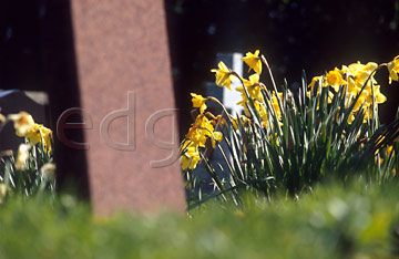 Comp image : chyd0112 : Headstone and yellow daffodils in an English churchyard in spring sunshine