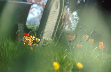 Comp image : chyd0114 : Impressionist view of red tulips and a headstone in an English churchyard in spring sunshine, with out of focus flower shapes