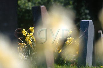 Comp image : chyd0115 : Impressionist view of headstones in an English churchyard in spring sunshine, with out of focus flower shapes