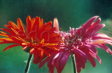 Comp image : flow0104 : Dahlia