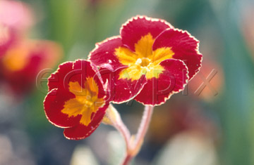 Comp image : flow0105 : Primula