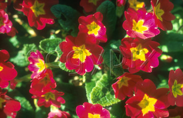 Comp image : flow0106 : Red-yellow primulas