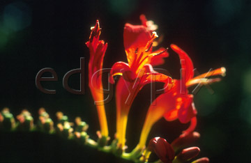 Comp image : flow0109 : Red freesia, close up