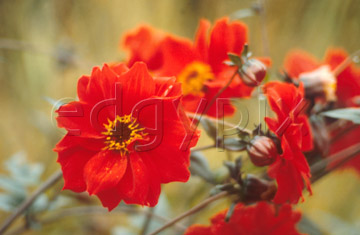 Comp image : flow0115 : Dahlia (coltness hybrid)