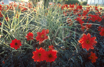 Comp image : flow0119a : Red dahlias among grasses (spartina pectinata)