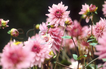 Comp image : flow0202 : Pink dahlias