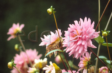 Comp image : flow0204 : Pink dahlias