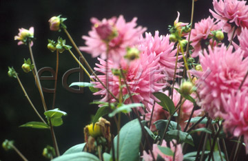 Comp image : flow0207 : Pink dahlias