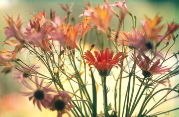 Comp image : flow0208 : Mixed flower arrangement