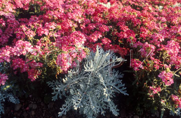 Comp image : flow0213 : Senecio maritima (Silver Dust)