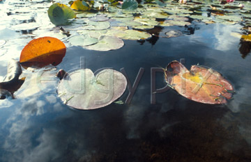 Comp image : flow0214 : Lilypads and a strong reflection of a cloudy blue sky in still water