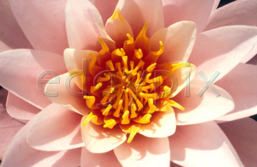 Comp image : flow0217 : Waterlily flower