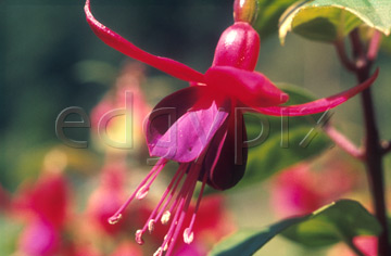 Comp image : flow0218 : Fuchsia (Autumnale)