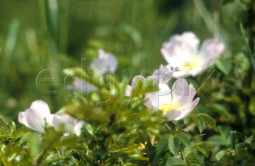 Comp image : flow0303 : Wild rose