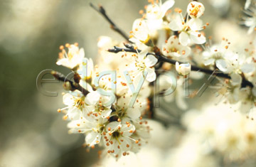 Comp image : flow0307 : White blossom, medium close-up, against a soft-focus background
