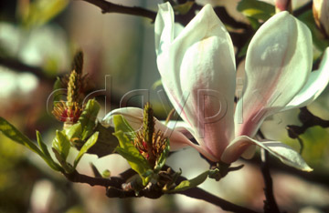 Comp image : flow0315 : Magnolia in flower