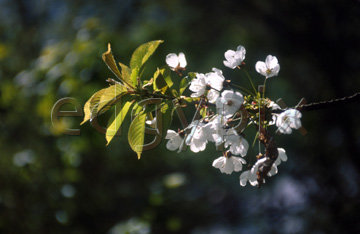 Comp image : flow0319 : Pink blossom against a dark soft focus background