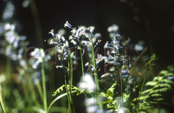 Comp image : flow0412 : Sunlit bluebells in an English wood, against a very dark background