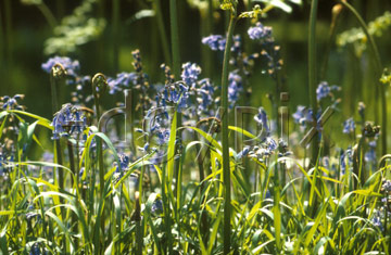 Comp image : flow0413 : Sunlit bluebells in an English wood, against a dark background