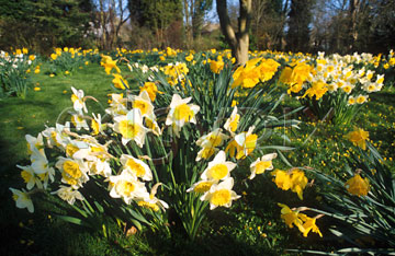Comp image : flow0509 : Yellow and white daffodils in the foreground, with yellows in the distance, in a sunny English garden in spring