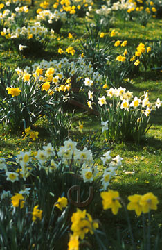 Comp image : flow0512 : Clusters of yellow and yellow/white daffodils in the green lawn of a sunny English garden in springtime