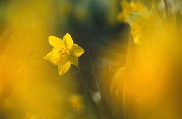 Comp image : flow0519 : A single yellow daffodil in spring sunshine, seen through very soft focus flower heads in the foreground.