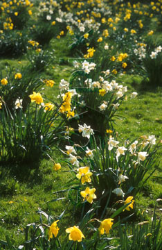 Comp image : flow0604 : Clusters of yellow and yellow/white daffodils in the green lawn of a sunny English garden in springtime