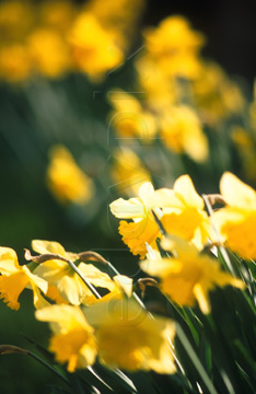 Comp image : flow0622 : Back-lit yellow daffodils in springtime, medium close-up. Soft focus flower heads in the background.