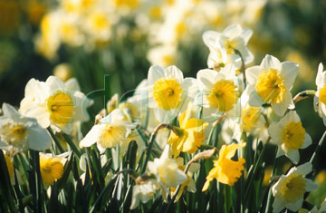 Comp image : flow0703 : A cluster of yellow and white daffodils in springtime against the green of a sunny English garden. Soft focus flower heads in the background.