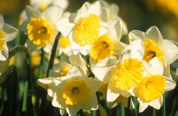 Comp image : flow0713 : A cluster of yellow and white daffodils in springtime, medium close-up, in a sunny English garden.