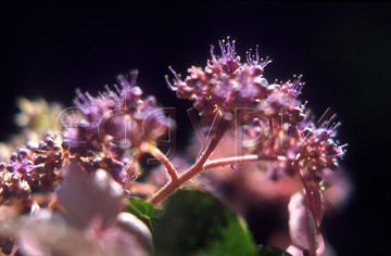 Comp image : flows105 : Hydrangea macrophilla (Veitchii)