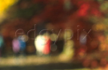 Comp image : impr0112 : Very soft focus view of people among autumn colours and sunshine in an English wood
