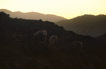 Comp image : ld00801 : Three Herdwick sheep, the unique Lake District breed, outlined in low evening sun