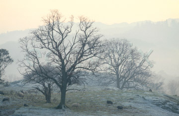 Comp image : ld01011 : Stark winter trees in a cold landscape in the English Lake District