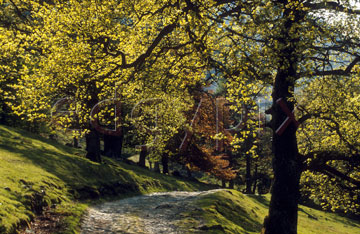 Comp image : ld01622 : Spring sunlight shines through the trees over a path in Patterdale, in the English Lake District