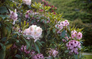 Comp image : ld01717 : Close up of rhododendron flowers in a garden in the English Lake District